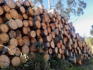 comercio de madeira itapetininga